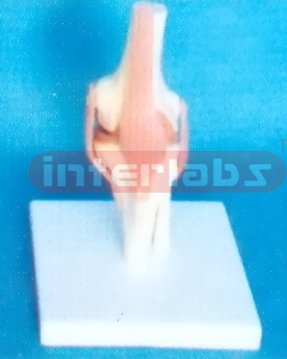 MIDDLE KNEE JOINT FUNCTIONAL MODEL SIZE : 18 x 6.5 x 6